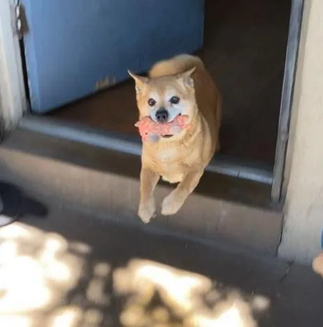 An adult small-sized male Corgi dog named Chef for adoption in Tucson, AZ