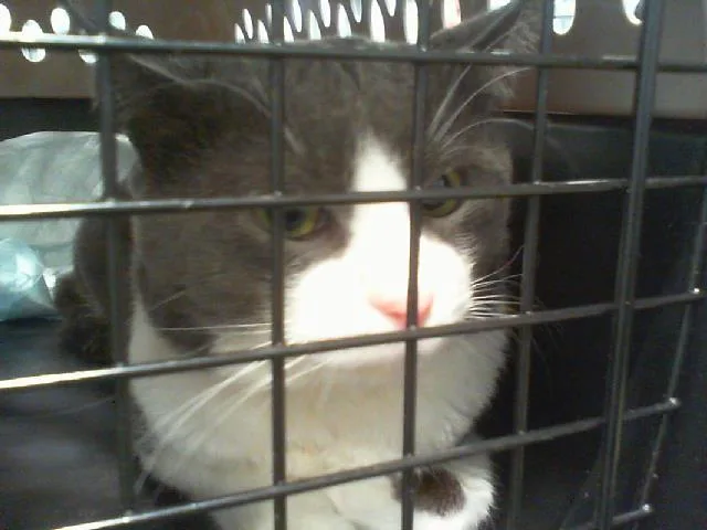 A young small-sized male Domestic Short Hair cat named Bodhi for adoption in Charlotte, NC
