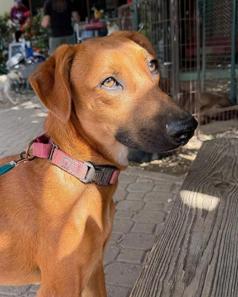 A young medium-sized female Mixed Breed dog named Vera for adoption in Shelburne, VT
