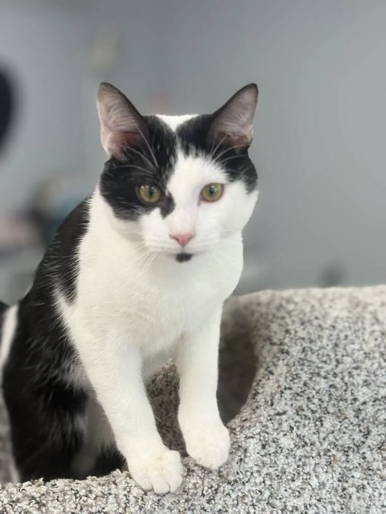 Freckles thumbnail 5