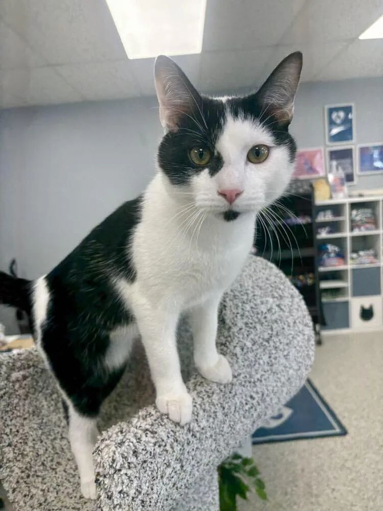 Freckles thumbnail 6