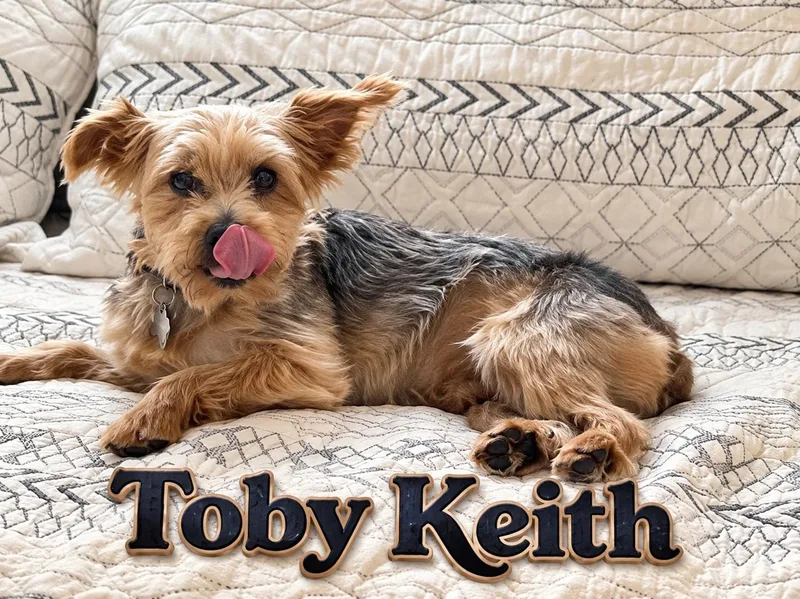 An adult small-sized male Yorkshire Terrier dog named Toby Kieth for adoption in Miami, FL