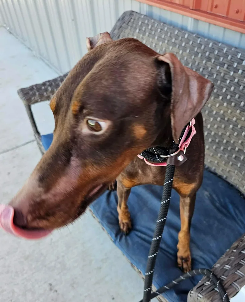 An adult medium-sized female Doberman Pinscher dog named Teacup for adoption in Minooka, IL