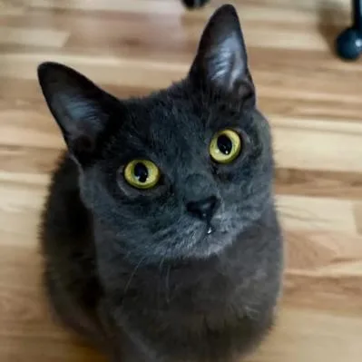 A young medium-sized female Gray / Blue / Silver Domestic Short Hair cat named Psyche for adoption in Evanston, IL