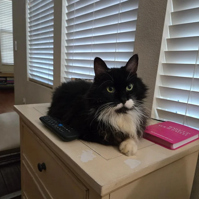A senior large-sized male Black Domestic Medium Hair cat named Boots for adoption in Ventura, CA