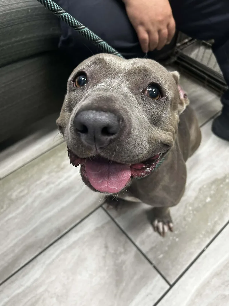 An adult medium-sized female Gray / Blue / Silver American Bulldog dog named Bella for adoption in Mobile, AL