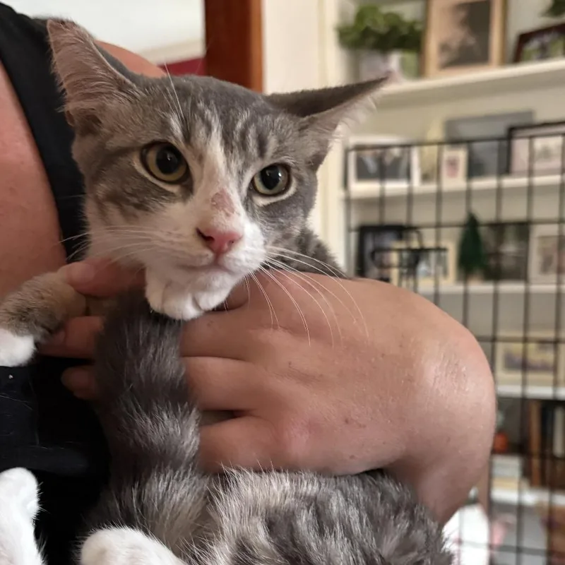 A young small-sized female Gray / Blue / Silver Domestic Short Hair cat named Willow for adoption in Ventura, CA