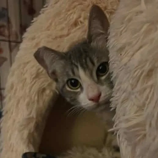 Willow thumbnail 2