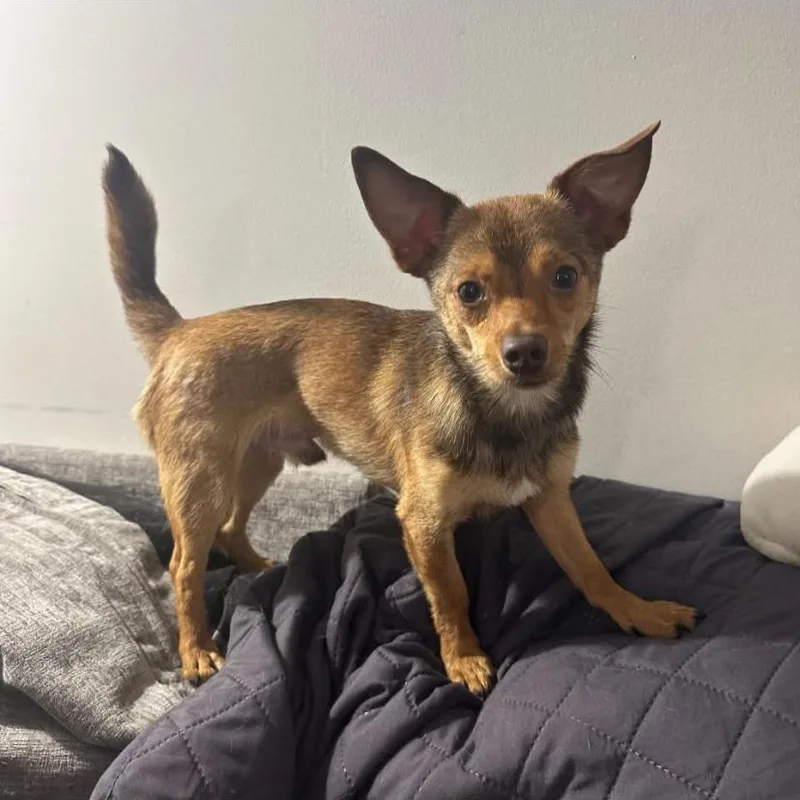 A young small-sized male Chihuahua dog named Paco for adoption in Philadelphia, PA