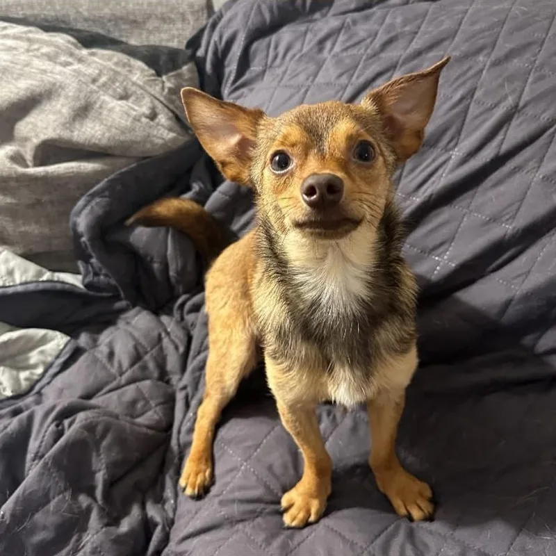 Paco thumbnail 2