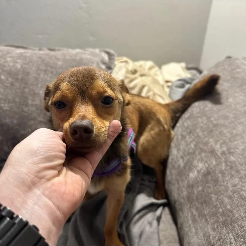 Paco thumbnail 3
