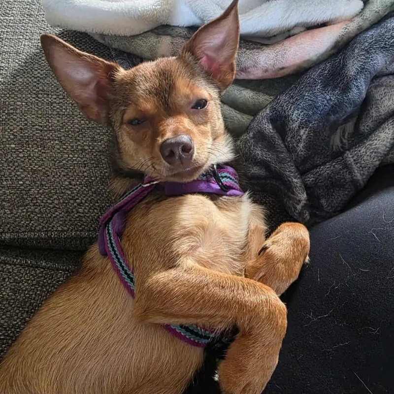 Paco thumbnail 4