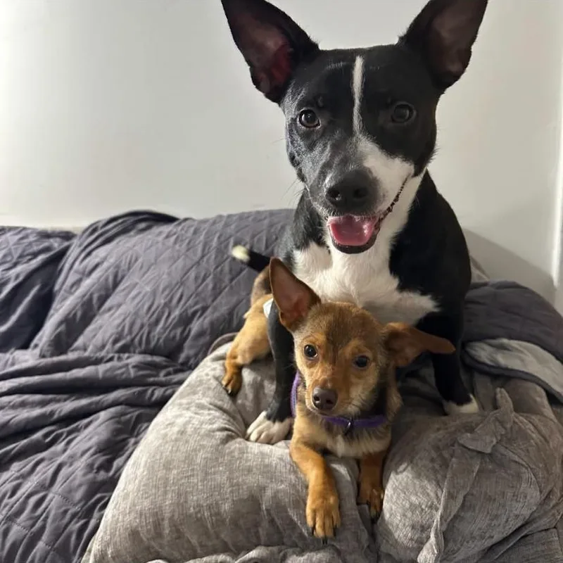 Paco thumbnail 5