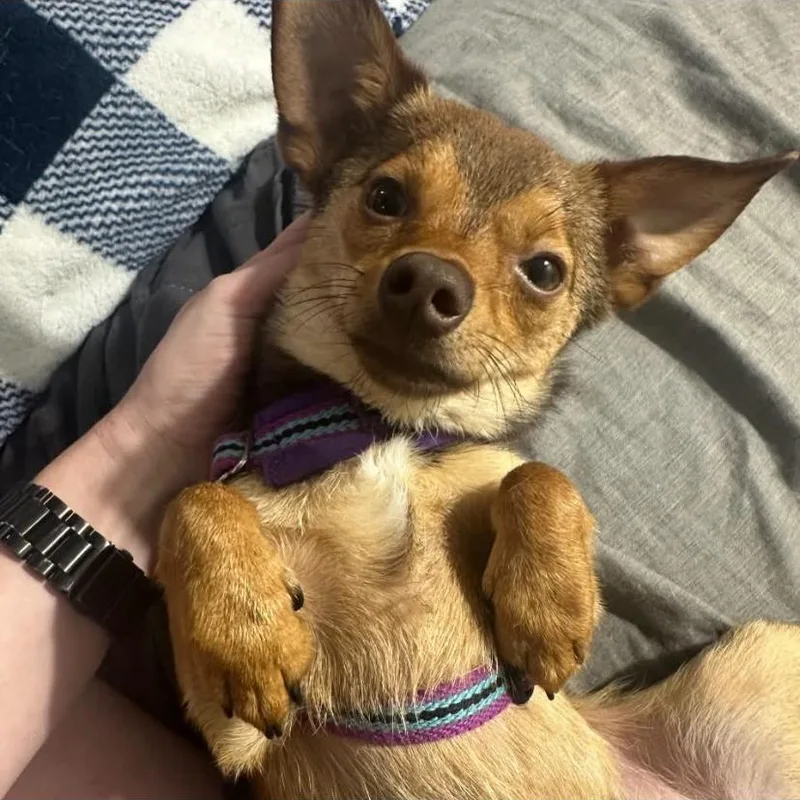 Paco thumbnail 6