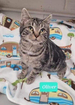 Oliver thumbnail 3