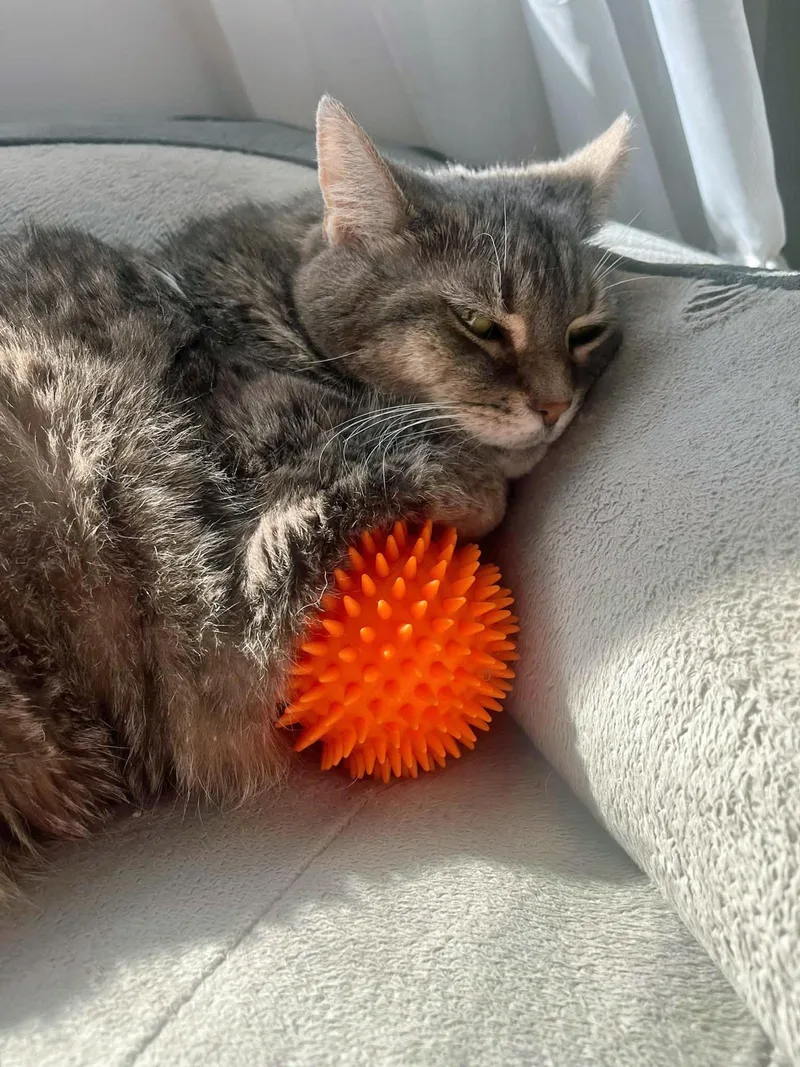 An adult large-sized female Tabby (Gray / Blue / Silver) Domestic Short Hair cat named Luna for adoption in Morgantown, WV