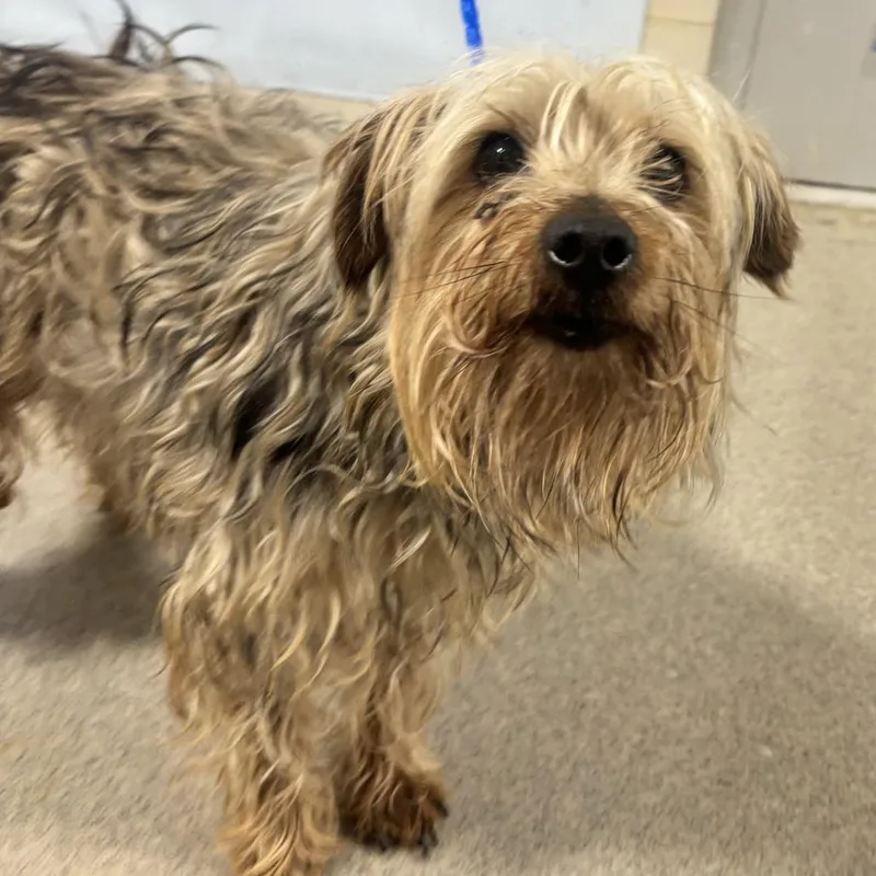 An adult small-sized male Gray / Blue / Silver Yorkshire Terrier dog named Oreo for adoption in Washington Township, OH