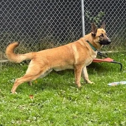 A young large-sized male German Shepherd Dog dog named Moose for adoption in Honesdale, PA