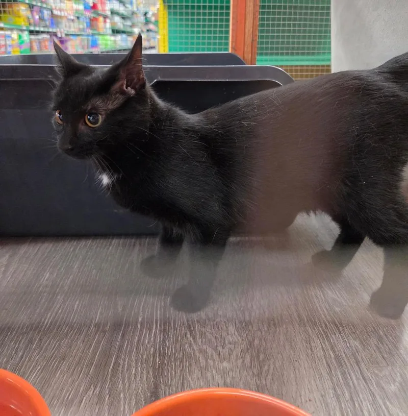 A baby medium-sized female Domestic Short Hair cat named Coraline for adoption in Tampa, FL