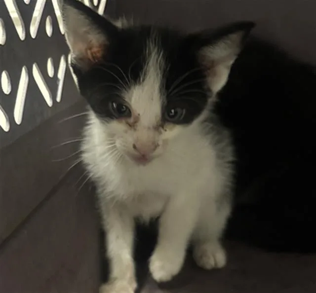 A baby medium-sized male Domestic Short Hair cat named Oreo for adoption in Dallas, TX