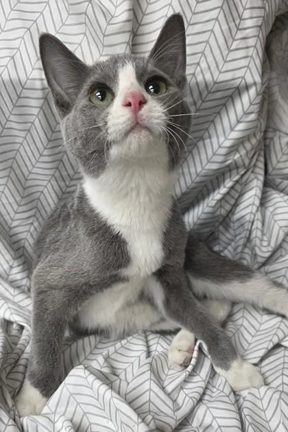 A young small-sized female Domestic Short Hair cat named Wendy Williams for adoption in Phoenix, AZ