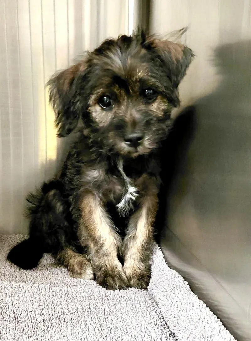 A young small-sized female Gray / Blue / Silver Cairn Terrier dog named Josephine for adoption in Los Angeles, CA