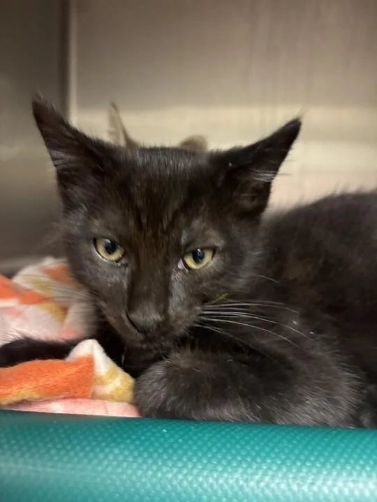 A young small-sized male Tabby (Brown / Chocolate) Domestic Short Hair cat named Blade for adoption in Cincinnati, OH