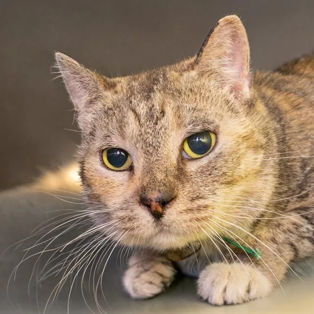 A senior small-sized female Domestic Short Hair cat named Mushu for adoption in St. Louis, MO