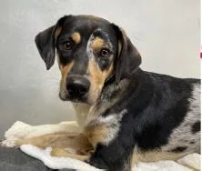 A baby large-sized female Labrador Retriever dog named Remy for adoption in Morton Grove, IL