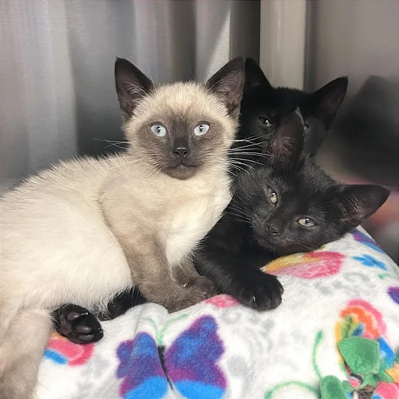 A baby small-sized female Domestic Short Hair cat named Gingergold for adoption in Hendersonville, NC