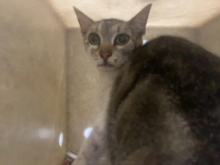 An adult medium-sized female Domestic Short Hair cat named Chanel for adoption in Los Angeles, CA