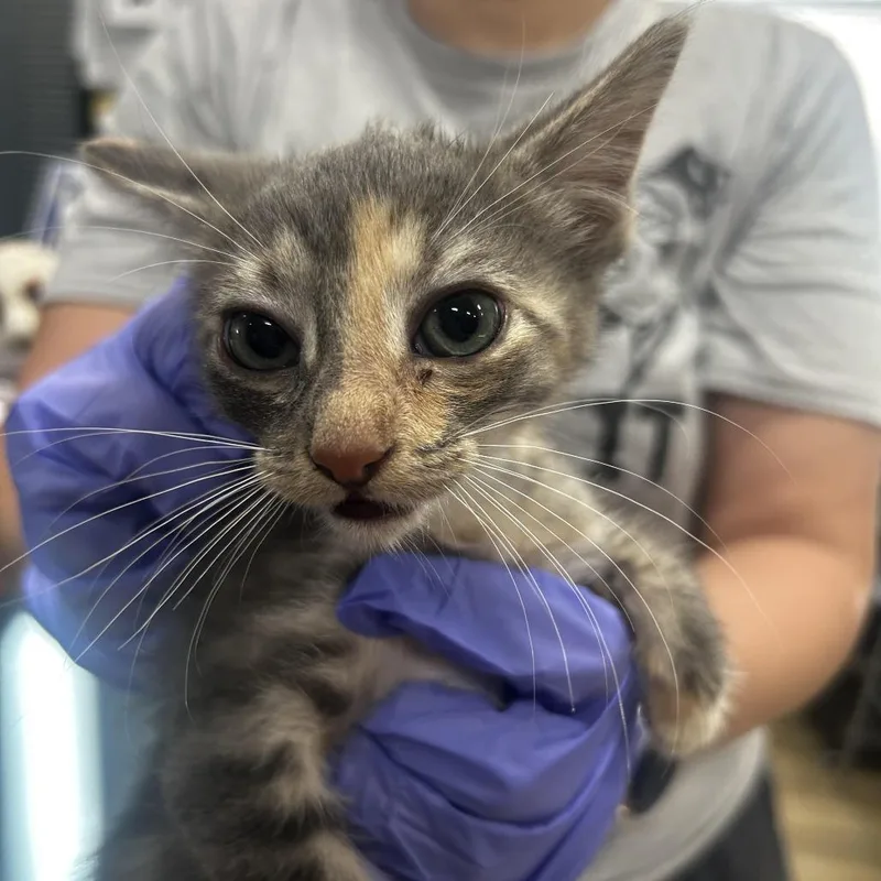 A baby small-sized female Domestic Short Hair cat named Mist for adoption in Newark, NJ