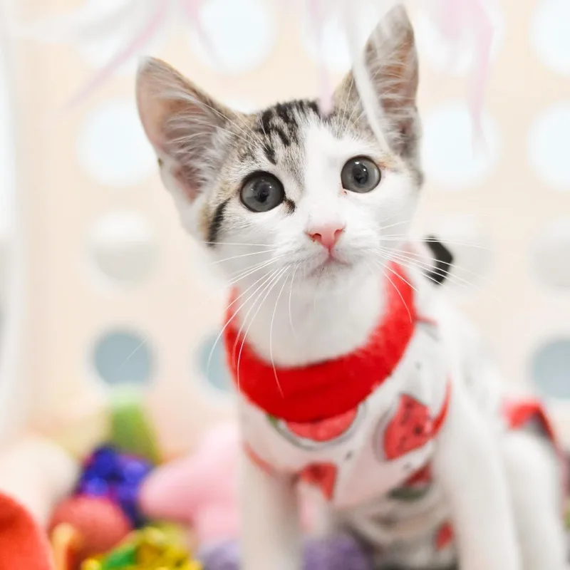 A baby small-sized female Gray / Blue / Silver Domestic Medium Hair cat named Miso for adoption in Kailua Kona, HI