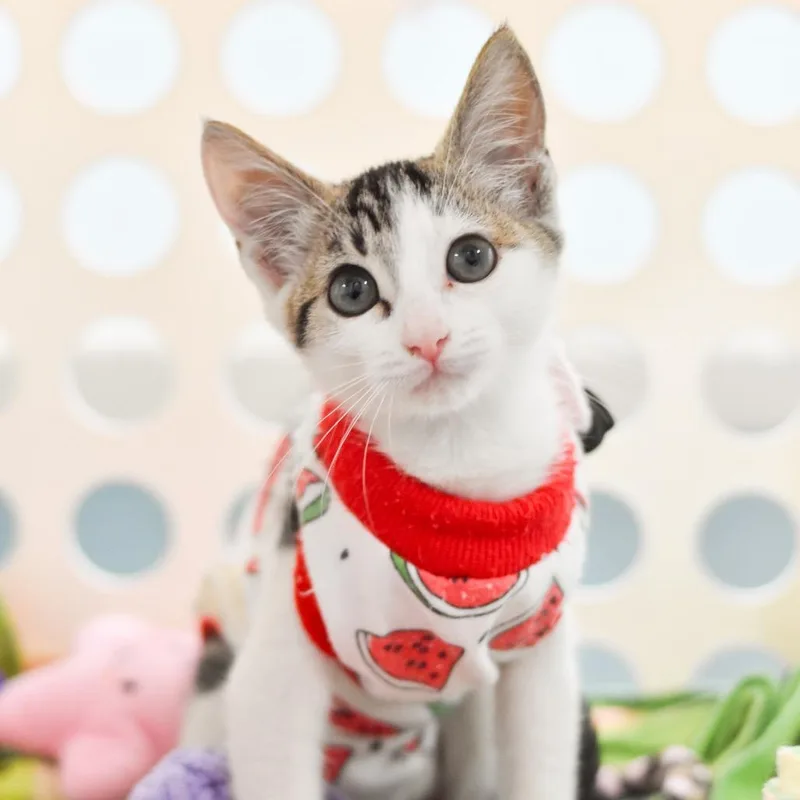 Miso thumbnail 2