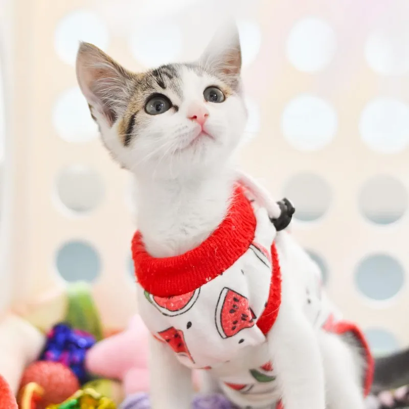Miso thumbnail 3