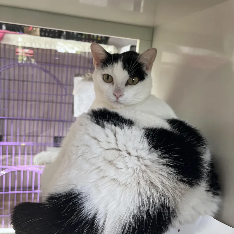 An adult large-sized female White Domestic Short Hair cat named Salt for adoption in Salisbury, MA