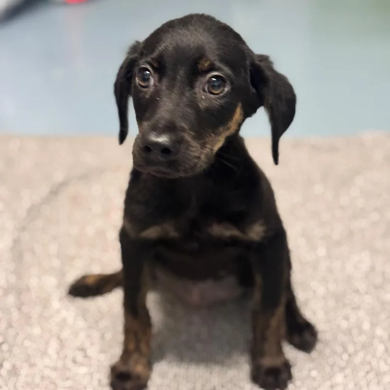 A baby medium-sized female Black Mixed Breed dog named Penne for adoption in Brownsboro, AL