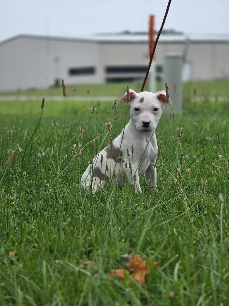 A baby medium-sized female Catahoula Leopard Dog dog named Pochahontas for adoption in Huntington, IN