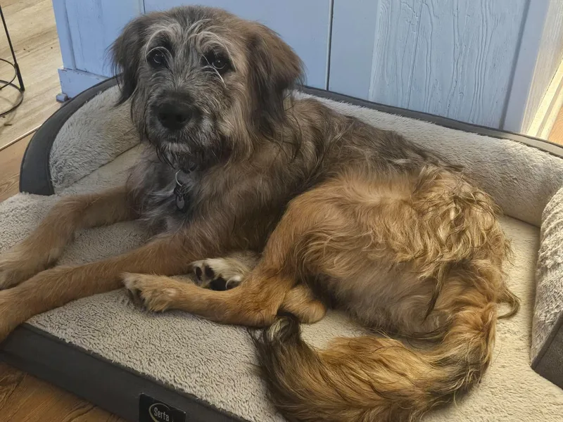 An adult large-sized male Wheaten Terrier dog named Grimace for adoption in Mechanicsburg, PA