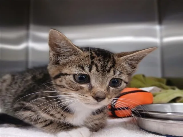 A baby small-sized male Domestic Short Hair cat named Natto for adoption in Derwood, MD