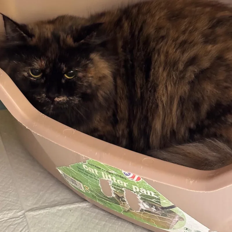 An adult medium-sized female Brown / Chocolate Domestic Long Hair cat named Chloe for adoption in Parkersburg, WV