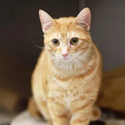 An adult small-sized female Orange / Red Domestic Short Hair cat named Carla for adoption in Atlanta, GA