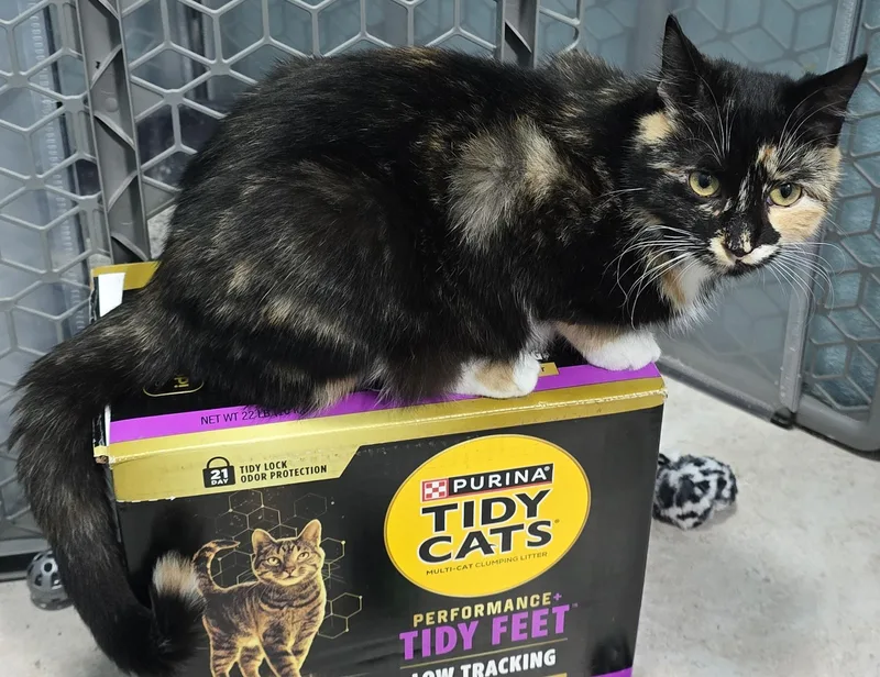 A young medium-sized female Tortoiseshell Domestic Short Hair cat named Autumn for adoption in Arlington, WA