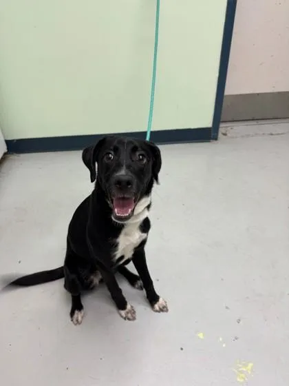 A baby large-sized female Labrador Retriever dog named Frannie for adoption in Savannah, GA
