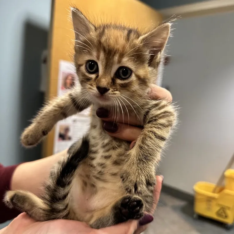 A baby small-sized female Brown / Chocolate Domestic Short Hair cat named Rosa for adoption in Chattanooga, TN
