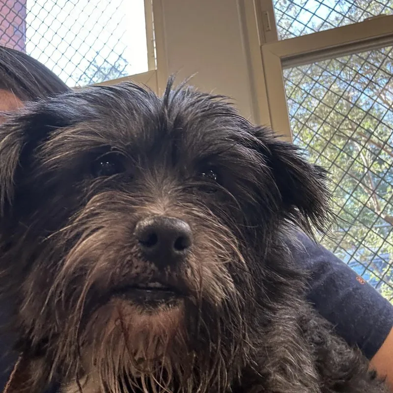 An adult small-sized male Black Mixed Breed dog named Briggs for adoption in Philadelphia, PA