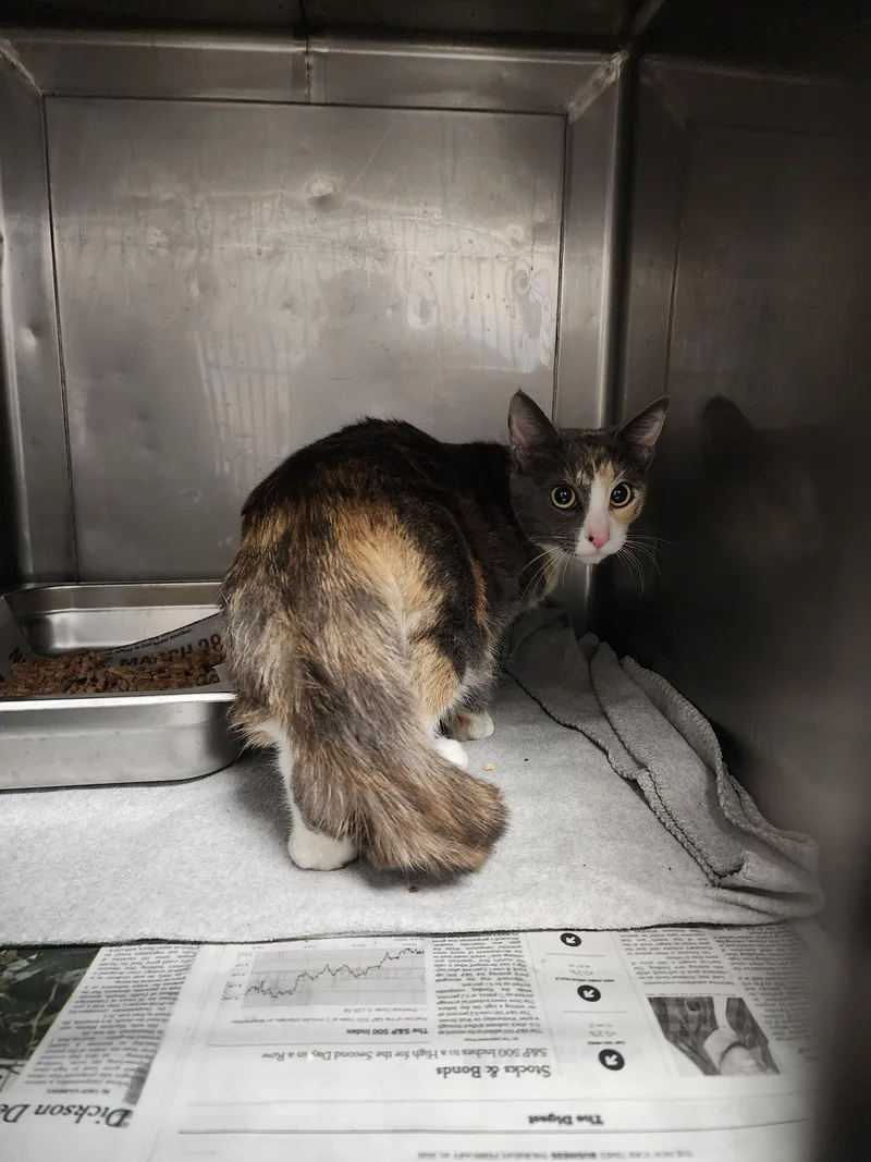 A young medium-sized female Domestic Short Hair cat named Nina for adoption in Chatsworth, CA