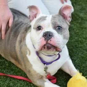 An adult large-sized female White / Cream Mixed Breed dog named Moon for adoption in New York, NY
