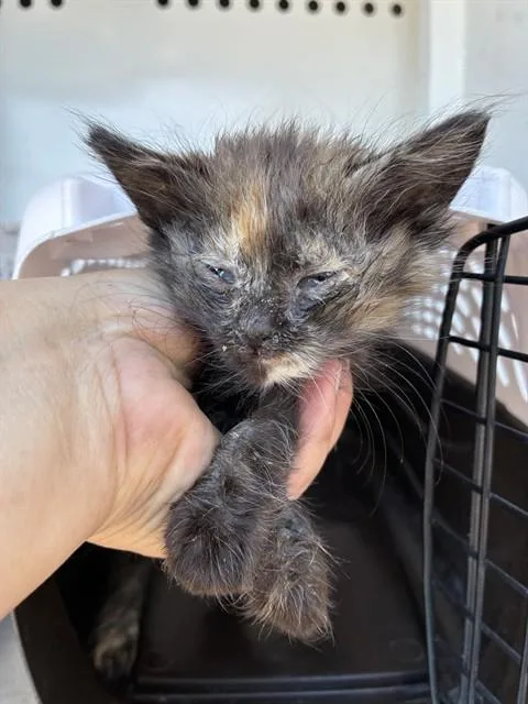 A baby small-sized female Domestic Short Hair cat named Taz for adoption in Stockton, CA