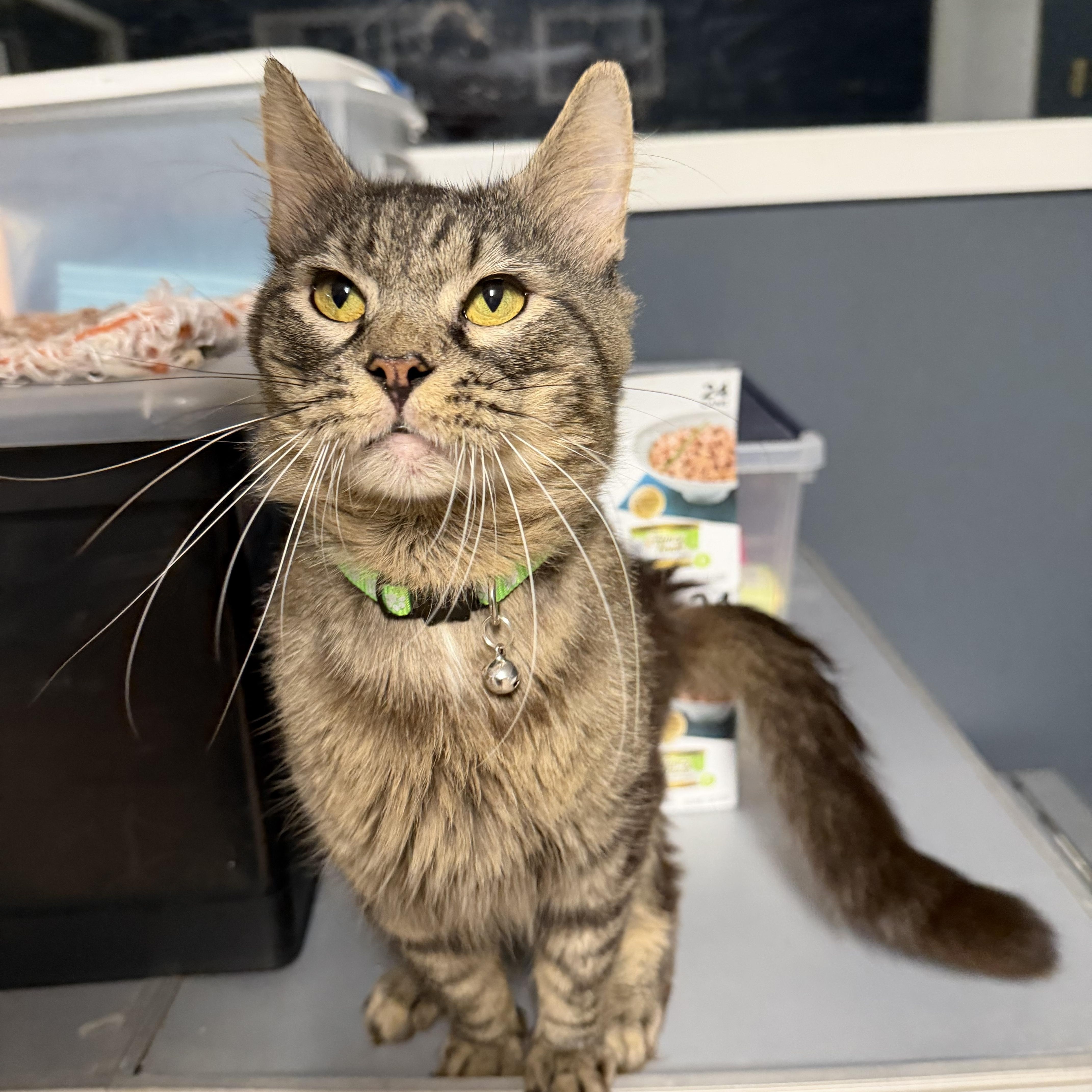 A senior medium-sized male Domestic Medium Hair cat named Zeal for adoption in Pottsville, PA